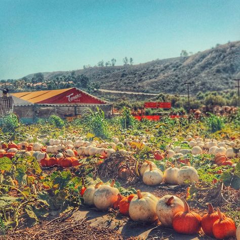 Tanaka Farms in Irvine California is a great place to take kids to learn where food comes from Ca History, Irvine California, Cool Minecraft Houses, Beautiful Travel Destinations, California Dreamin', California Dreaming, United States Travel, Organic Farming, Minecraft Houses