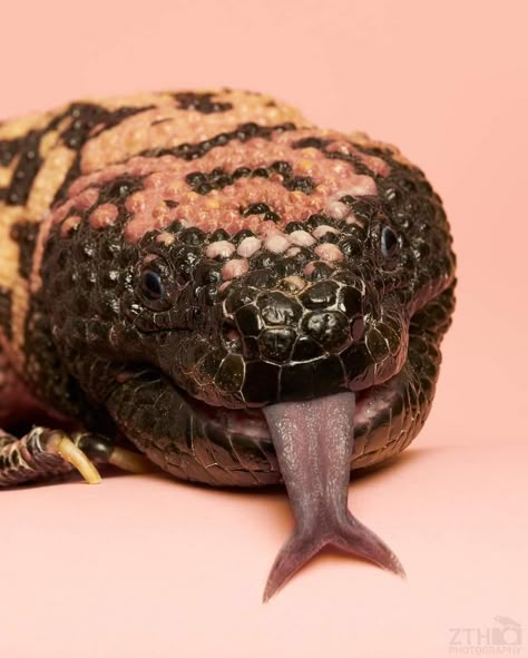 Monster Tongue, Gila Monster, Reptile Snakes, Types Of Animals, Pretty Animals, Silly Animals, Reptiles And Amphibians, Amazing Animals, Weird Animals