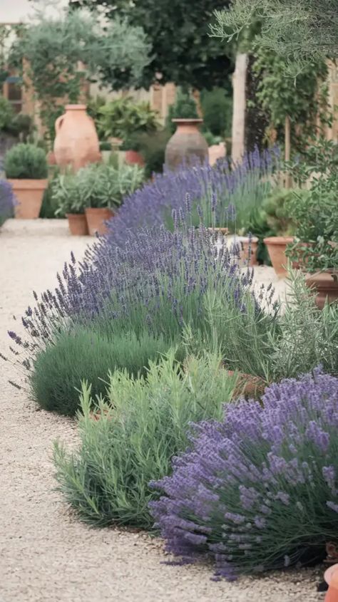 A photo of a Mediterranean-style lavender garden with a path made of gravel. There are various types of lavender plants, including English lavender, Spanish lavender, and French lavender. The garden also contains rosemary and sage plants. There are terracotta pots of various sizes scattered throughout the garden. The background contains a few trees. The overall garden has a rustic charm. Front Yard Lavender, Lavender Plant Front Yard, Salvia Plant Landscaping, Lavendar Planting Landscaping, Lavender Landscaping, Types Of Lavender Plants, Types Of Lavender, Aromatic Garden, Sage Plants