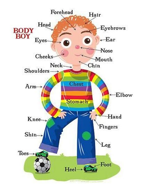 You live with your body 24 hours a day. But how well do you really know it? ... Learning English Is Fun, Human Body Vocabulary, Body Parts For Kids, Materi Bahasa Inggris, Boys Posters, Learning English For Kids, Human Body Parts, Spanish Grammar, Kids English