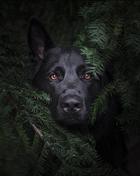 German Shepherd Dogs Photography, All Black Dog, Dog Photoshoot Pet Photography, German Shepherd Photography, Dog Foto, Black German Shepherd Dog, German Shepherd Art, Beautiful Dogs Photos, Black German Shepherd