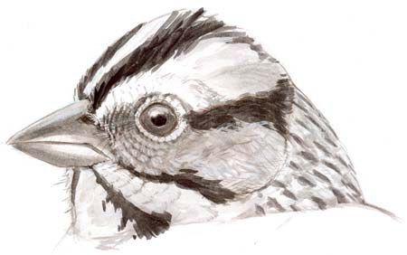 sparrow head patterns Bird Head Drawing, John Muir Laws, Sparrow Drawing, Drawing Birds, Bird Head, Painting Birds, Head Drawing, Nature Sketch, Sketch Journal