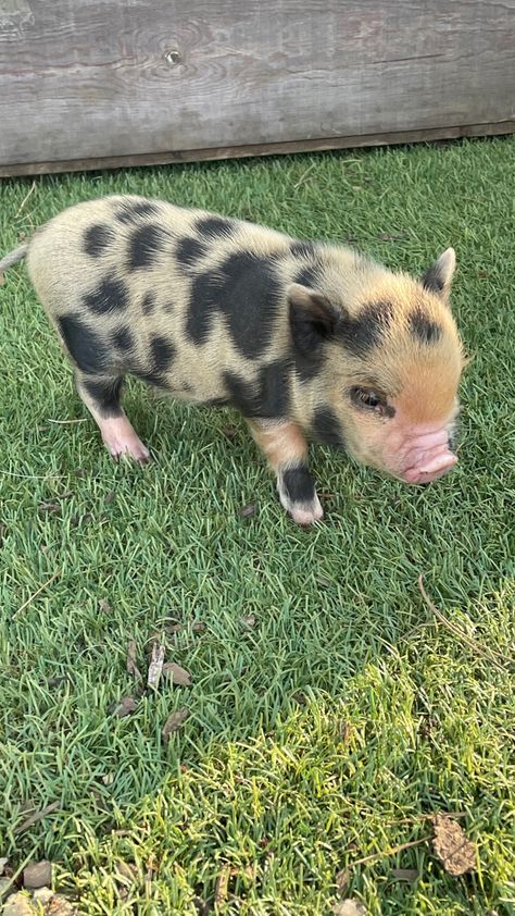 Pet Pigs House, Pet Pig Aesthetic, Pigs On A Farm, Miniature Farm Animals, Pig Astethic, Pigs Aesthetics, Farm Animals Aesthetic, Animal Farm Aesthetic, Cute Pig Wallpaper