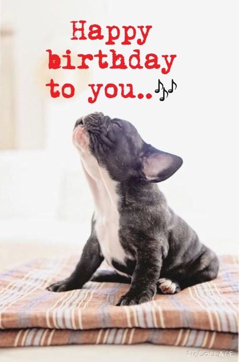 Happy birthday images with french bulldog Happy Birthday French Bulldog, Happy Birthday In French, Happy Birthday Animals, Funny Happy Birthday Wishes, Happy Birthday Dog, Happy Birthday Meme, Happy Birthday Funny, Happy Birthday Pictures, Funny Happy Birthday