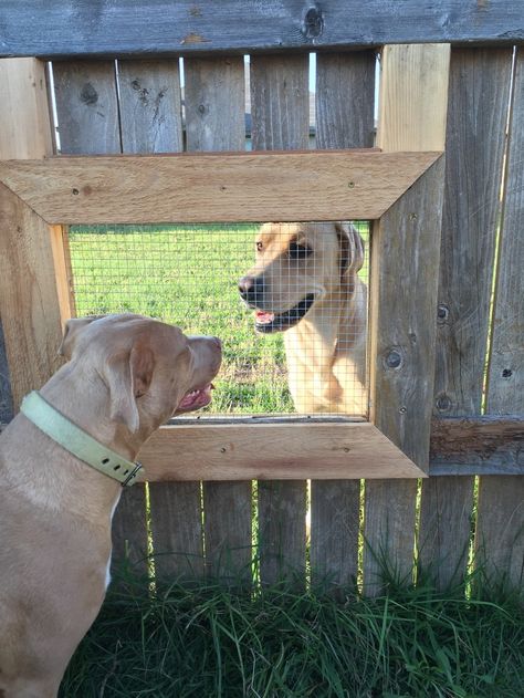 Guy builds a fence window so his Dogs can visit with their Friend next door! For animal people. Pass it on. Dog Window In Fence, Fence Window, Dog Window, Love My Dog, Dog Fence, Memes Humor, Amazing Animals, Funny Animal Pictures, Dog Memes