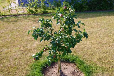 20 Dwarf Fruit Trees To Grow When Space Is Limited Fast Growing Fruit Trees, Pear Varieties, House Gardening, Berry Garden, Park Ideas, Apricot Tree, Growing Fruit Trees, Garden Herbs, Avocado Tree