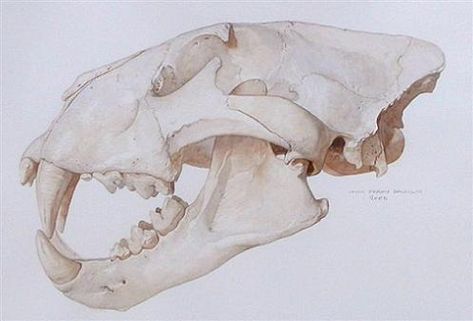 Lion Skull, Lion Skull Reference, Animal Skull Illustration, Wolf Skull Side View, Wolf Skull Anatomy, Skull Side View, Animal Skull Side View, Horse Skull Side View, Animal Skull Drawing