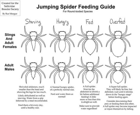 Regal Jumping Spider, Spider Fact, Spider House, Spider Baby, Jumping Spiders, House Spider, Pet Spider, Dog Cuts, Jumping Spider