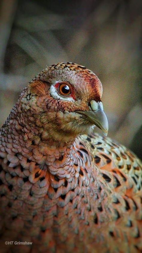 Female Pheasant, Common Pheasant, Ring Necked Pheasant, Birds Watercolor, Bird Carving, British Wildlife, Kinds Of Birds, Game Birds, Bird Dogs