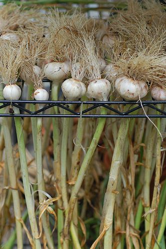 Garlic Drying, Curing Garlic, Garden Potager, Gardening Veggies, Harvesting Garlic, Garden Escape, Veggie Gardens, Property Ideas, Growing Garlic