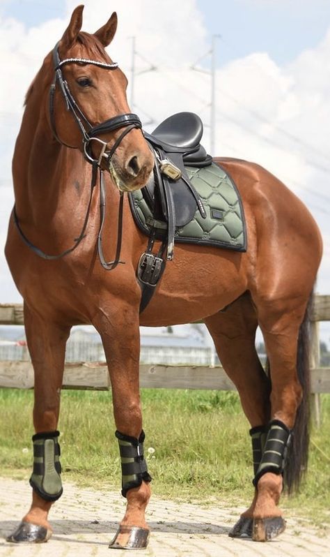 Horse Tack Photography, Chesnut Horses Dressage, Bay Horse Tack Colors, Chestnut Horse Tack Colors, Chestnut Horse Aesthetic, Muscular Horse, Chestnut Horses, Horse Riding Outfit, Show Jumping Horses