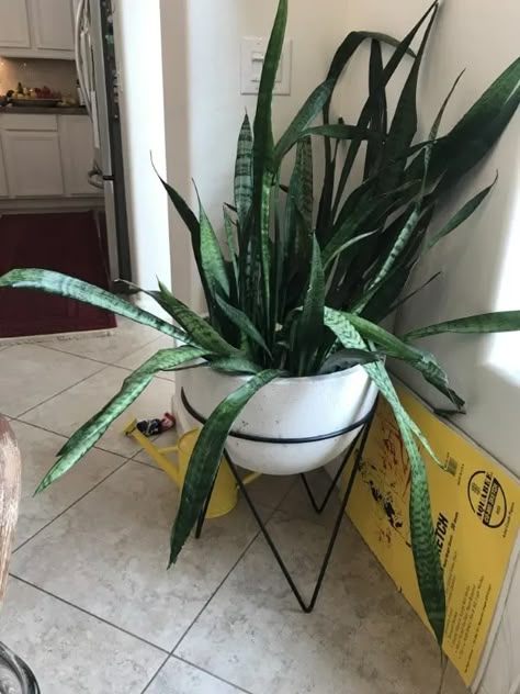 Mother In Law Plant, Snake Plant Decor, Snake Plant Indoor, Snake Plant Care, Plant Care Houseplant, Plant Problems, Inside Plants, Growing Plants Indoors, House Plant Care