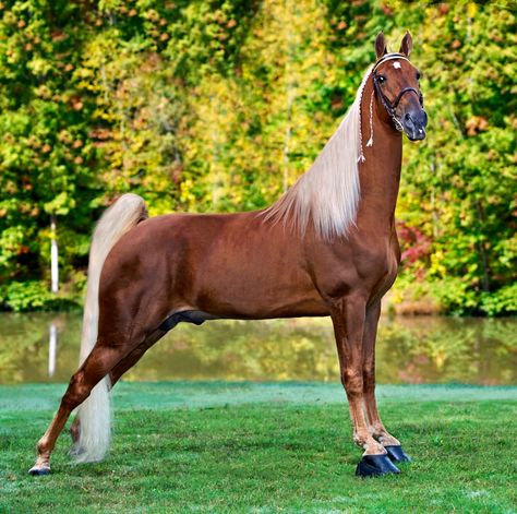 Striking Tennessee walking horse. Best Horse Breeds, Big Horse Breeds, Tennessee Walker, Horse Poses, Standardbred Horse, American Saddlebred Horses, Irish Sport Horse, Tennessee Walking Horse, Saddle Horse