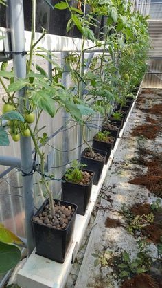 Hydroponic Tomatoes, Aquaponics Plants, Aquaponics Diy, Hydroponic Farming, Hydroponics Diy, Aquaponic Gardening, Hydroponic Growing, Aquaponics System, Books Pdf