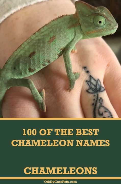 A list of 100 best chameleon names to choose from for your new pet chameleon. [Care Details] Camillion Lizard, Chameleon Habitat Ideas, Camilion Pets, Veiled Chameleon Enclosure, Chameleon Enclosure Ideas, Chameleon Facts, Chameleon Terrarium, Chameleon Enclosure, Types Of Chameleons