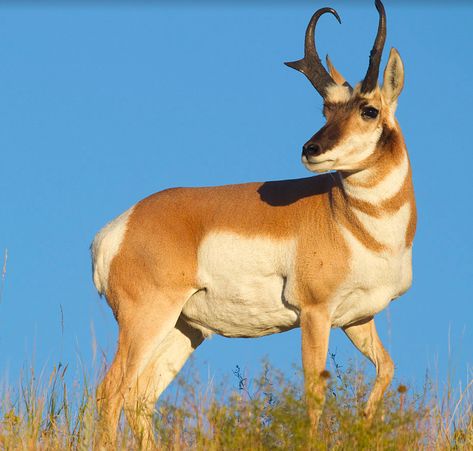 Antelope Animal, Pronghorn Antelope, North American Animals, Wild Kratts, Wildlife Artwork, American Animals, Wild Animals Pictures, Kingdom Animalia, Prehistoric Animals