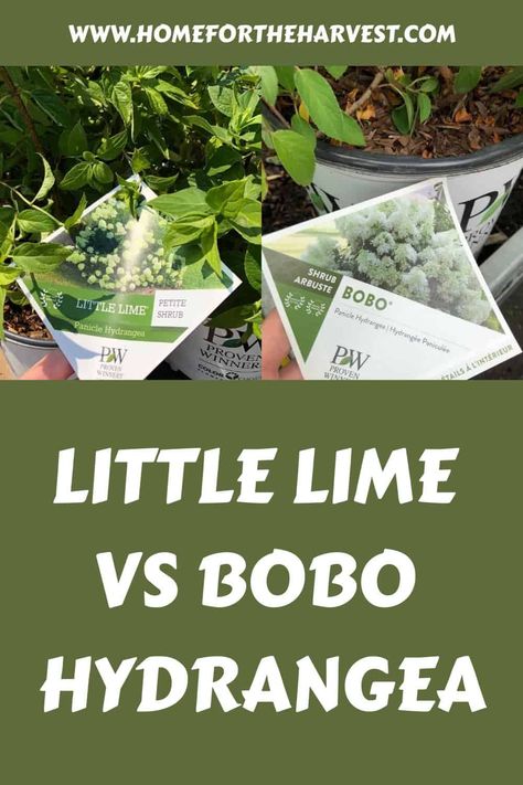 Little Lime vs Bobo hydrangea 🍃 🌸 Which suits your garden best? Bobo Hydrangea, Little Lime Hydrangea, Types Of Hydrangeas, Creeping Phlox, Panicle Hydrangea, Crystal Bay, Hydrangea Paniculata, Planting Hydrangeas, Evergreen Plants