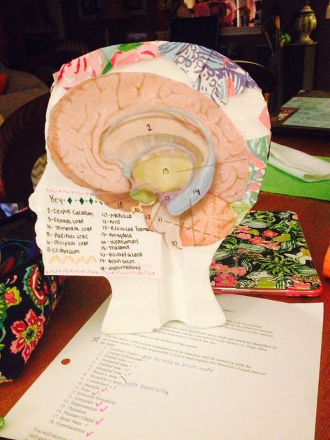 Lilly Pulitzer Meets AP Psych: The Human Brain Project Ap Psych Brain Project, Ap Psychology Brain Project, Brain Project Ideas, Diy Brain Model, 3d Brain Project, Brain Project Model Psychology, Brain Model Project Diy, Brain Model Project, Psychology Project Ideas