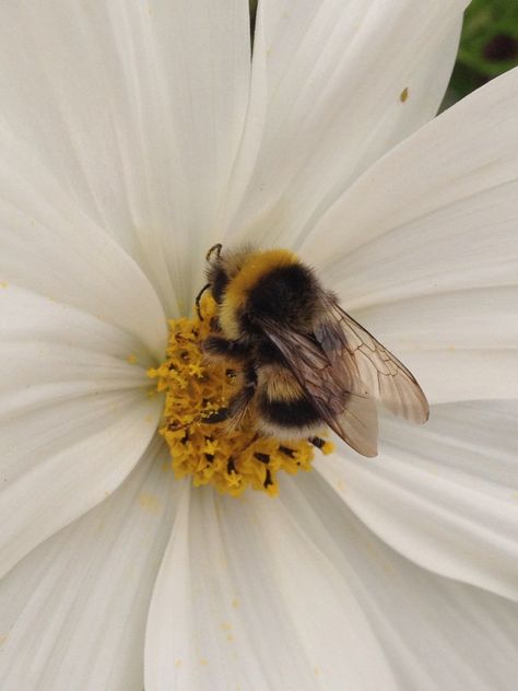 A thing of beauty 🐝 Bees Astethic, Bee Aethstetic, Bumblebee Aesthetic, Bees Aesthetic, Bumble Bee Astethic, Bee Aesthetic, Bee Wallpaper, Into The Wild, Regnul Animal