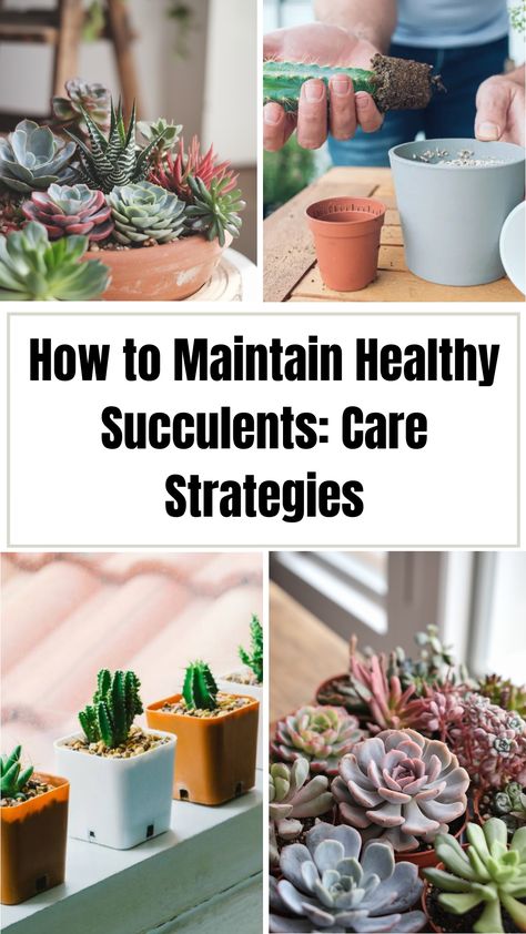 a collage of healthy succulents Succulent Tips Plant Care, How To Care For Succulents Indoors, How To Care For Succulents, Succulent Care Indoor, Care For Succulents, Succulents Care, Indoor Succulents, Plant Succulents, Growing Strong