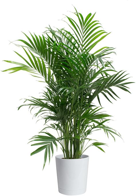 Cat Palm, Indoor Palm Trees, Tall Indoor Plants, Palm Tree Decorations, Plant Display Ideas, Indoor Palms, Potted Palms, Indoor Plant Wall, Palm Tree Plant