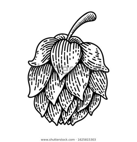 Find Beer Hop Illustration On White Background stock images in HD and millions of other royalty-free stock photos, illustrations and vectors in the Shutterstock collection.  Thousands of new, high-quality pictures added every day. Beer Hops Illustration, Hop Illustration, Beer Illustration, Beer Hops, Belgian Beer, Sales Image, Quality Pictures, Craft Beer, Image Illustration