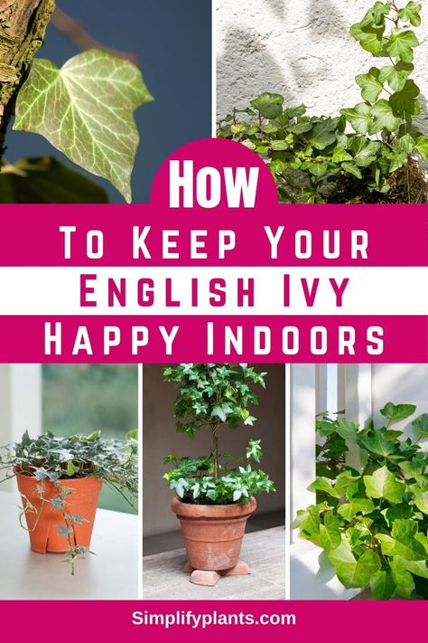 "Discover the ultimate guide to caring for English Ivy plants with our expert tips and tricks. From proper watering and lighting to pest control and propagation, learn how to keep your indoor houseplant thriving and beautiful. Whether you're a beginner or seasoned gardener, our comprehensive guide has everything you need to know about caring for your English Ivy. #indoorhouseplant #EnglishIvy #plantcare #gardeningtips" How To Propagate English Ivy, English Ivy Indoor, Indoor Ivy, Ivy Plant Indoor, English Ivy Plant, Ivy Plant, Planting Plants, Journal Tips, Ivy Vine