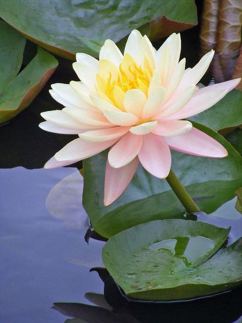 Lotus Flower Art, Lilly Flower, Monet Water Lilies, Water Lilly, Lily Plants, Birth Month Flowers, Water Flowers, Water Lily, Exotic Flowers