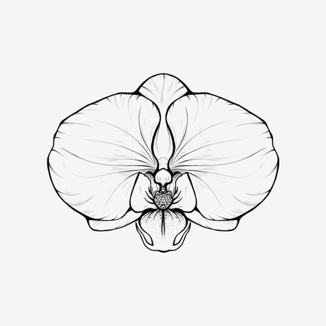 orchid,flower,moth orchid,tree,nature,lineart,outline,drawing,handdraw,flower drawing,butterfly orchid,black and white Orkide Flower Drawing, Hand And Flower Drawing, Black Orchid Drawing, Orchid Tattoo Drawing, Orchid Flower Tattoos Black And White, Orkid Drawing, Orchid Sketch Drawing, Butterfly Orchid Tattoo, Orchid Outline Tattoo