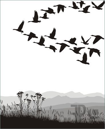 Triangle is cool Canada Goose Tattoo, Farm Scene Painting, Goose Tattoo, Cheetah Background, Geese Flying, Silhouette People, Dog Vector, Bird Silhouette, Art Folder