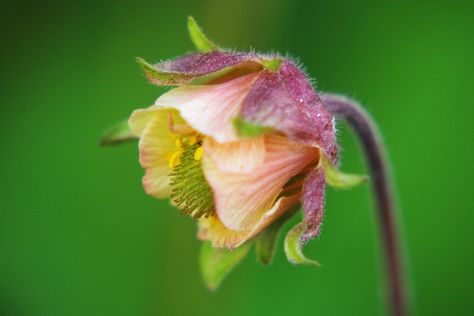 Prairie Planting, Pond Plants, Cold Frame, Buy Plants, Prairie Style, Herbaceous Perennials, Plant Combinations, Types Of Soil, Bright Green