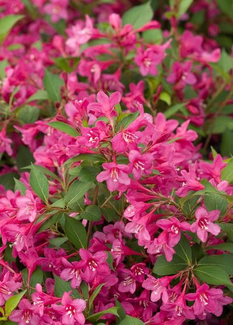 Spring bloom for Sonic Bloom Pink Weigela Sonic Bloom, Deadheading, Hot Pink Flowers, Crape Myrtle, Pink Plant, Garden Shrubs, How To Attract Hummingbirds, Sonic Boom, Flowering Shrubs