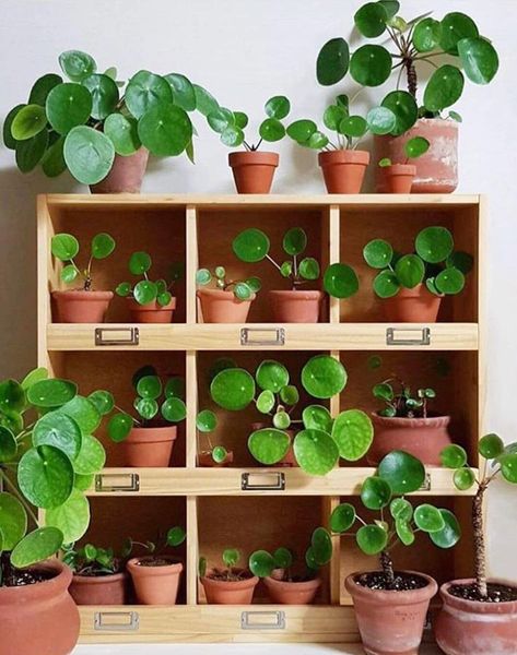 Remodel Checklist, Plant Goals, نباتات منزلية, Chinese Money Plant, Plant Decor Indoor, House Plants Decor, House Plants Indoor, Plant Shelves, Pretty Plants