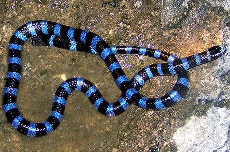 Sea Krait, Cool Snakes, Sea Snake, Coral Snake, Blue Lips, Snake Venom, Black Lips, Reptiles And Amphibians, Ocean Creatures