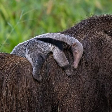 Goodnight Animals, Environmental Biology, Giant Anteater, Unusual Animals, Little Critter, Italian Greyhound, Endangered Species, Animals Of The World, An Animal