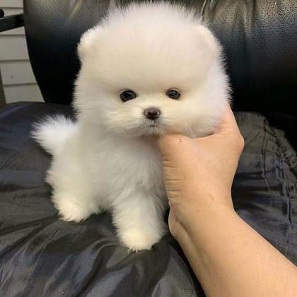 Micro Pomeranian, Pomeranian For Sale, Pomeranian Puppy Teacup, Puppy Mom, Teacup Pomeranian, Cute Dogs Images, Cute Pomeranian, Cute Small Animals