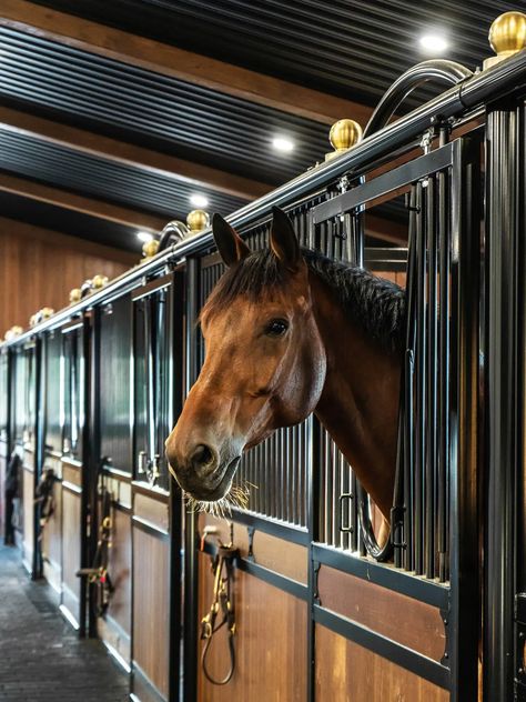 Luxury Horse Stables, Horse Stables Design, Luxury Horse Barns, Equestrian Stables, Stable Style, Horse Riding Aesthetic, Horse Barn Ideas Stables, Dream Stables, Dream Horse Barns