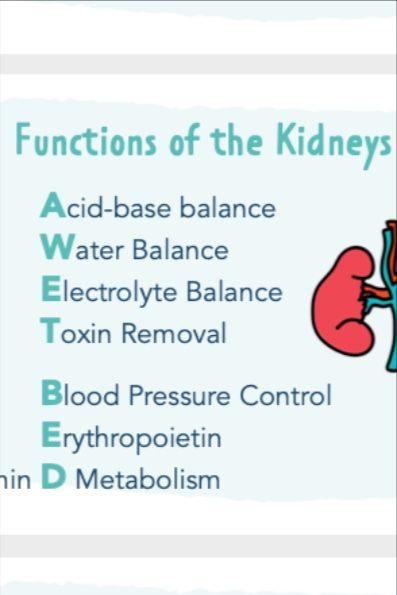 Renal Calculi Nursing, Kidney Nursing Notes, Acute Glomerulonephritis, Urinary System Notes, Renal Nursing, Med Surge, Renal System, Renal Calculi, Nephrotic Syndrome