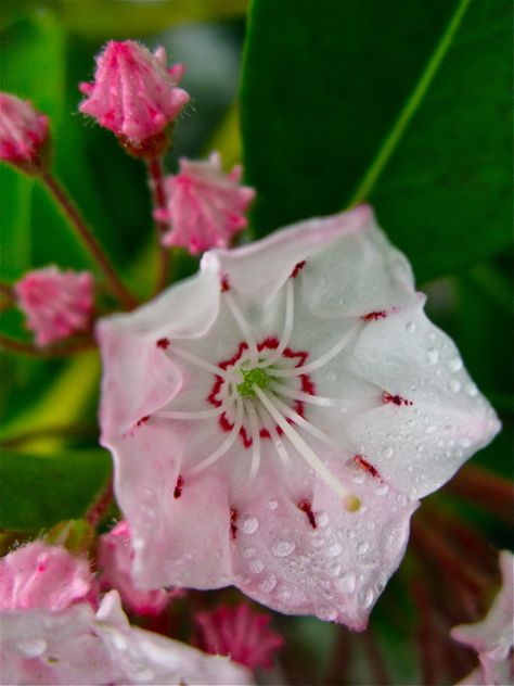 Kalmia latifolia - Native Mountain Laurel in the Entry Garden © 2010 Michaela at TGE Kalmia Flower, Mountain Laurel Flower, Laurel Shrub, Laurel Flower, Deadly Plants, Entry Garden, Kalmia Latifolia, Iced Gems, State Flowers