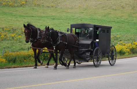 Waterloo Region, Ontario, Canada by DRGorham, via Flickr Amish Town, Rumspringa, Horse Buggy, Pennsylvania Dutch Country, Amish Culture, Waterloo Bridge, Amish Life, Amish Community, Landscaping Images