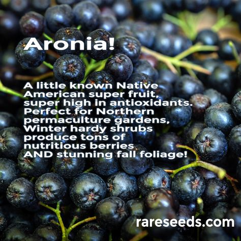 A beautiful small shrub with a very flavorful fruit when used in juices, and jams, also high in flavonoid/antioxidants, as well as high in… Aronia Berry Recipes, Urban Yard, Black Chokeberry, Berry Benefits, Aronia Melanocarpa, Aronia Berry, Benefits Of Berries, Aronia Berries, Fruit Growing