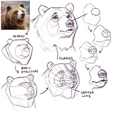 Anastasios Savvopoulos | They are looking so sad 😭! 😂 So, I did some Stylized drawing studies of bears 🐻. I think the most difficult thing is to capture the mass… | Instagram Bear Muscle Anatomy, Bear Nose Drawing, Drawing Reference Shapes, How To Draw A Bear Face, Animal Study Drawing, Bear Anatomy Drawing, Little Bear Drawing, How To Draw A Bear, Bear Art Drawing