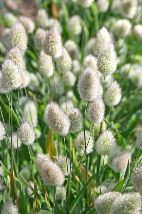 Lagurus Ovatus, Seeds Gifts, Plant Wishlist, Ornamental Grass, Most Popular Flowers, Home Grown Vegetables, Rose Seeds, Bunny Tails, Seed Catalogs