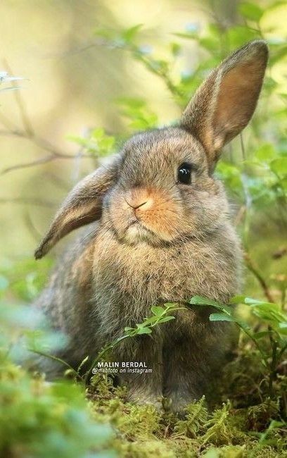 Cute Animal Reference Photos, Cutest Animal Photos, Pictures Of Farm Animals, Reference Photos Animals, Rabbit Photography, Forest Rabbit, Hare Pictures, Animal Reference Photos, References Animals