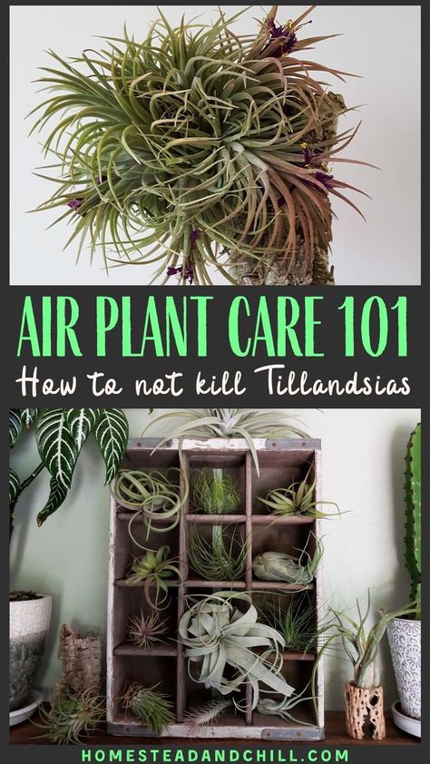 Air Plants Care How To Grow, How To Care For An Air Plant, How To Take Care Of Air Plants, How To Grow Air Plants, Air Plant Care Tips, Airplane Plant Care, Large Air Plant Display, Air Plant Care Instructions, Air Plant Fertilizer Diy