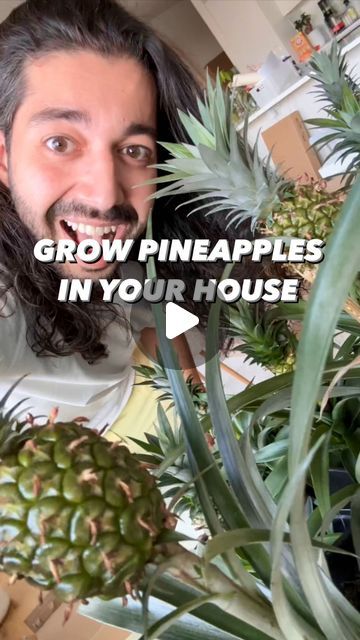 Armen Adamjan on Instagram: "Pineapples can grow more pineapples! 😲🤩 Try this instead of throwing out the top of a pineapple.. they’re super fun to grow and you’ll appreciate the fruit 100x more! 🍍🥰 . . . . #pineapple #howto #diy #homemade #recipes #upcycle #recycle #ideas #clever #plants #houseplants #instagood #gardening #planttips #plantbased #vegan #plantlove" Pinapple Tree, Planting Pineapple Top, Growing Pineapple From Top, Grow Pineapple Plant, Creative Explained, Growing Pineapple, Avant Garden, Pineapple Planting, Pineapple Top