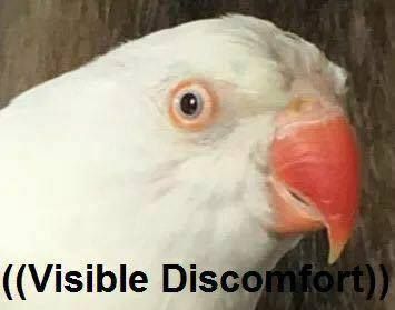 ((Visible discomfort)) Bird Meme, I Want To Go Home, Budgies Bird, Very Funny Memes, Memes In Real Life, Reaction Photos, Funny Birds, Relationship Memes, Yandere Simulator