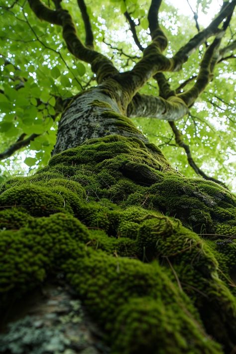 Moss Covered House, Moss In Forest, Moss Lampshade, Moss On Rocks, Moss On Tree, Moss On Trees, Moss Painting, Forest Texture, Moss Aesthetic