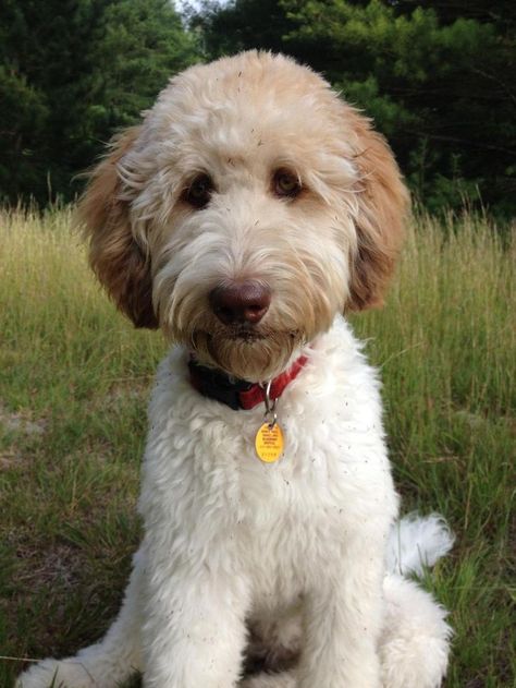 Labradoodle Haircut Style, Labradoodle Cuts, Labradoodle Haircut, Labradoodle Grooming, Goldendoodle Haircuts, Lou Dog, Goldendoodle Grooming, Puppy Haircut, Puppy Pics