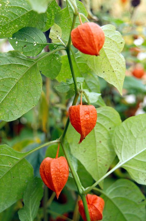 Chinese Lantern Flower, Chinese Lantern Plant, Lantern Plant, Chinese Lanterns Plant, Orange Lanterns, Cucumber Beetles, Japanese Lantern, Goth Garden, Fall Pics